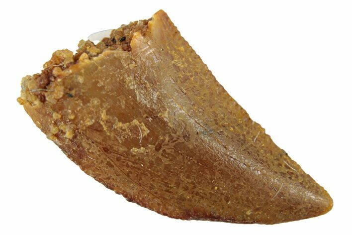 Serrated, Raptor Tooth - Real Dinosaur Tooth #268723